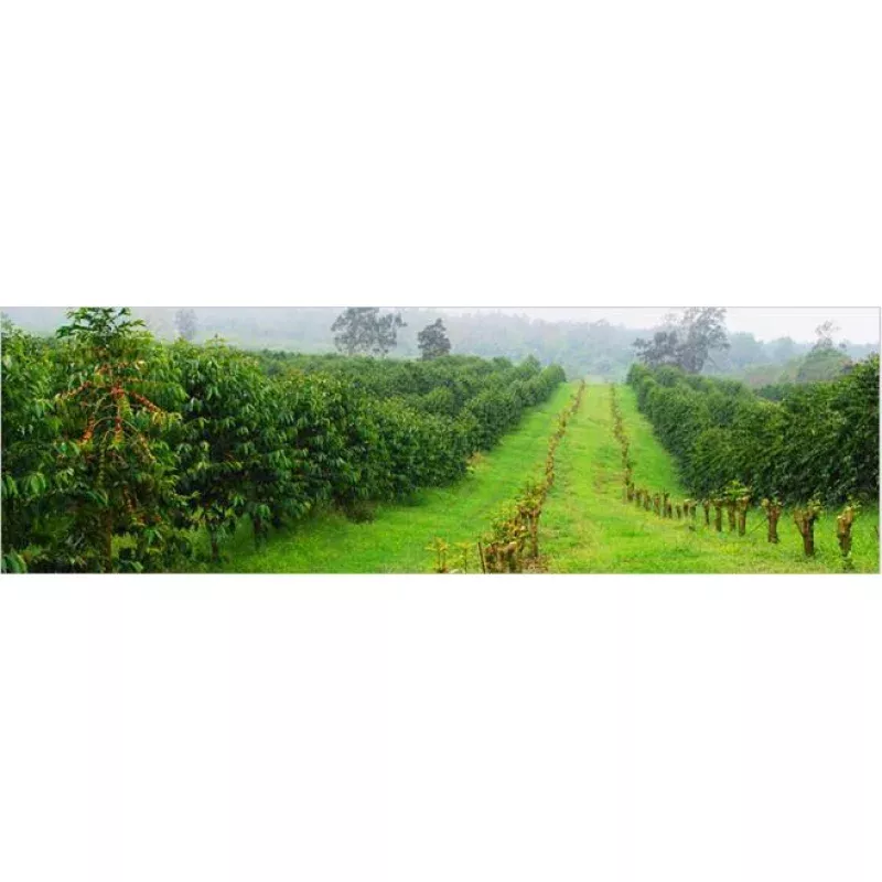 Peaberry Reserve Coffee|8oz&5lb|Whole Bean&Ground for Drip&Ground for French Press&Ground for Espresso&Ground for Cold Brew