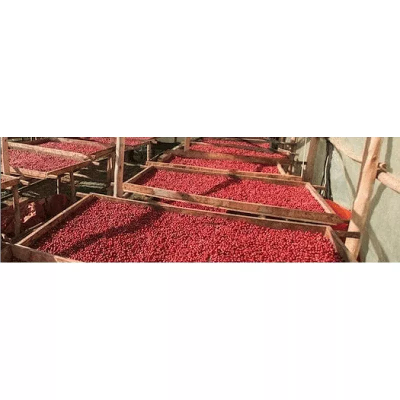 Uganda Coffee|16oz&5lb|Whole Bean&Ground for Drip&Ground for French Press&Ground for Espresso&Ground for Cold Brew